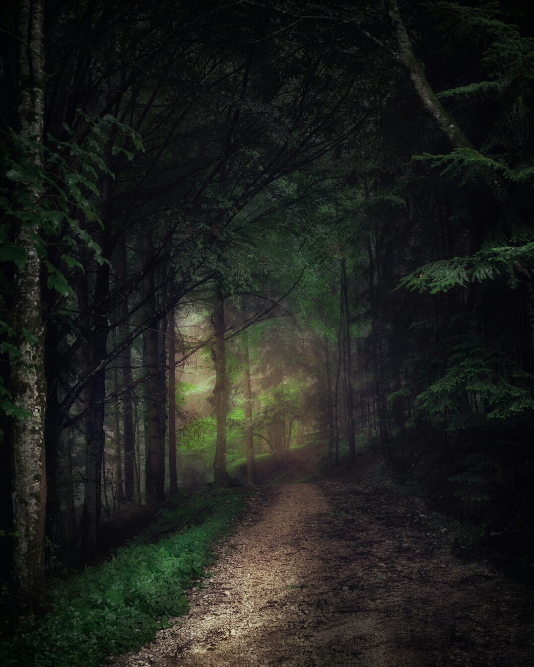 dense forest path at dusk