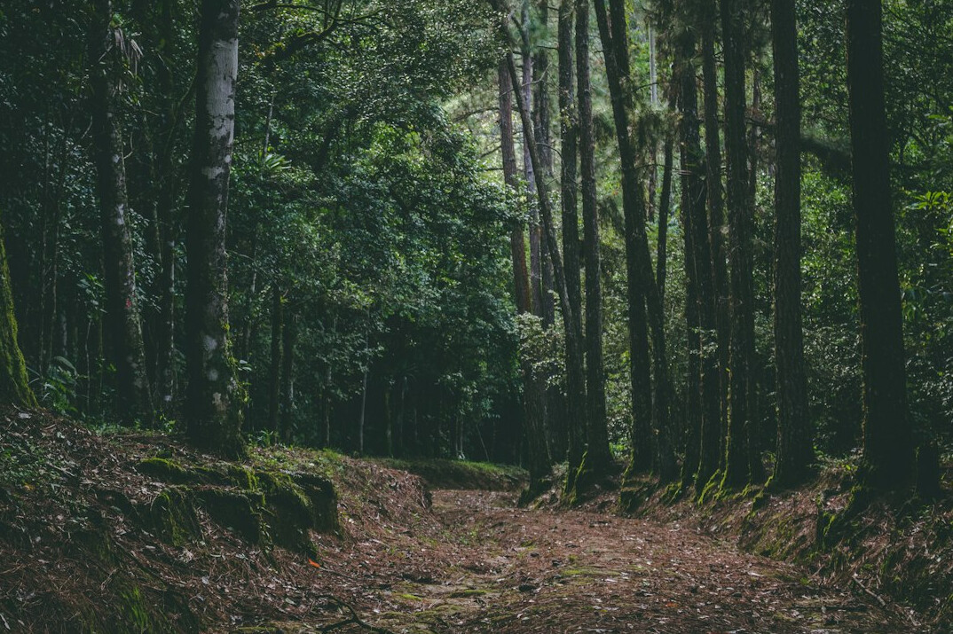 explorers in forest