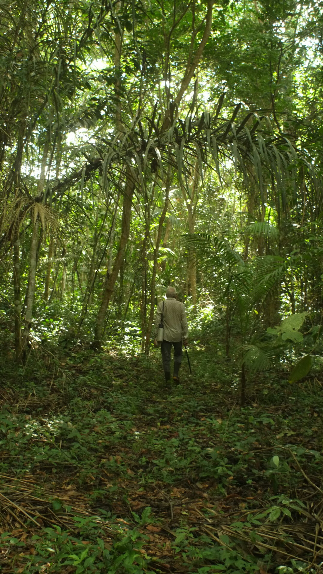 police searching forest