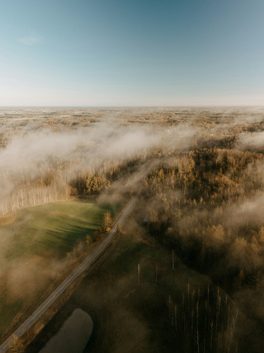 foggy forest clearing